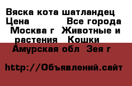 Вяска кота шатландец › Цена ­ 1 000 - Все города, Москва г. Животные и растения » Кошки   . Амурская обл.,Зея г.